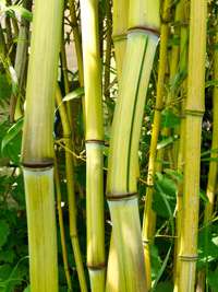 Bambus-Stuttgart: Phyllostachys aureosulcata Harbin Inversa - Ort: Stuttgart