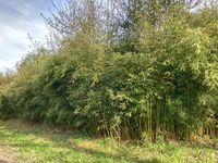 Bambus-Stuttgart: Fargesia robusta campbell - Hecke - Ort: Stuttgart