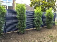 Bambus-Stuttgart: Fargesia robusta campbell - Neupflanzung - Ort: Stuttgart