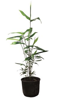 Bambus-Stuttgart: Phyllostachys pubescens Moso - 10 Liter Topf 100 cm - Ort: Stuttgart