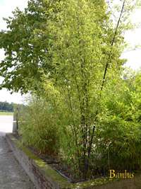 Bambus-Stuttgart: Bambushain von Phyllostachys Nigra Punctata - Ort: Stuttgart