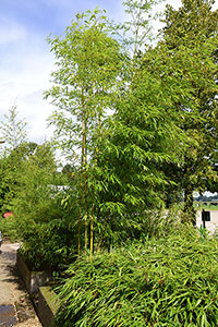 Bambus-Stuttgart: Halmaustrieb von Phyllostachys vivax aureocaulis - Ort: Stuttgart