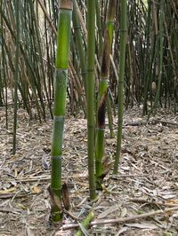 Bambus-Stuttgart: Halmaustrieb von Phyllostachys bambusoides  - Ort: Stuttgart