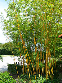 Bambus-Stuttgart: Aufnahme von Phyllostachys vivax aureocaulis - Ort: Stuttgart