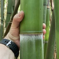 Bambus-Stuttgart: Frische Bambusstangen aus heimischem Anbau - nachhaltig & naturbelassen - Halmfarbe gr�n - Ort: Stuttgart