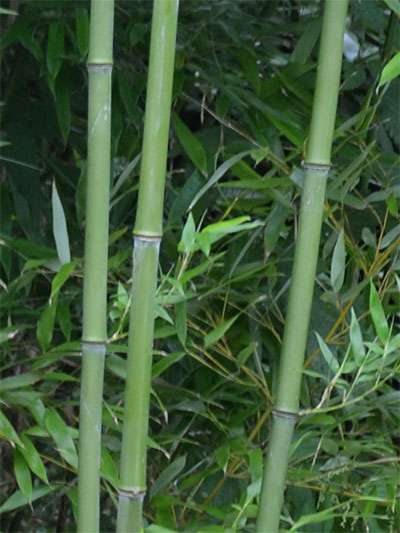 Bambus-Stuttgart: Halmansicht von Phyllostachys bissetii - Ort: Stuttgart