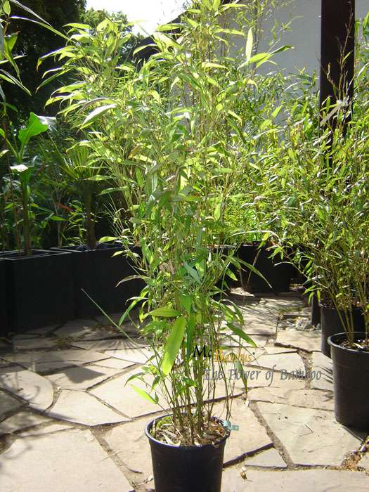 Bambus-Stuttgart: Phyllostachys Mannii H�he ca. 80 cm - Ort: Stuttgart