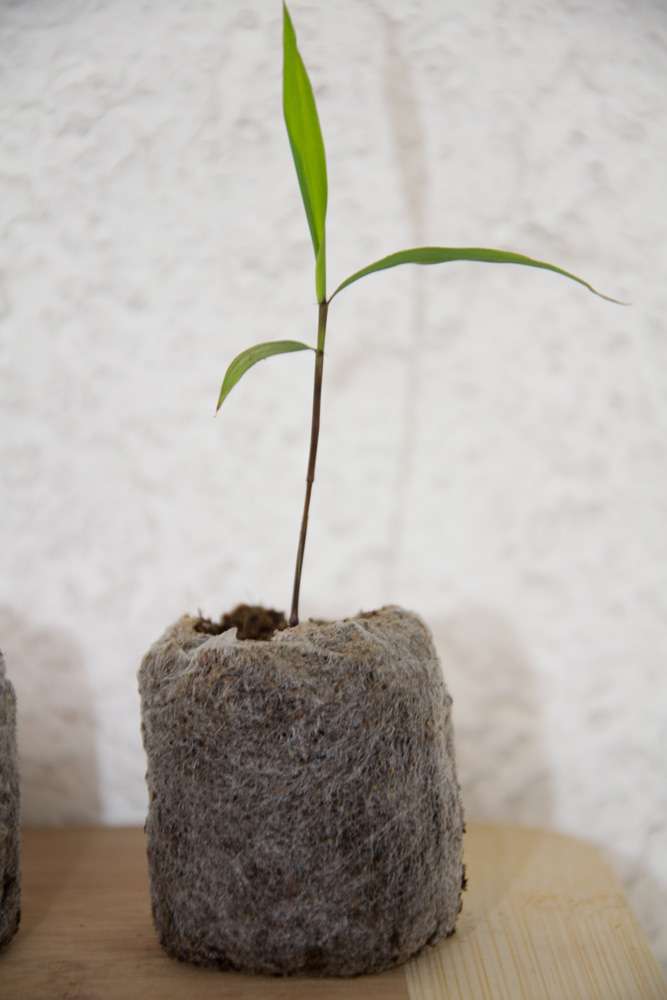 Bambus-Stuttgart: Phyllostachys pubescens Moso - S�mling - Ort: Stuttgart