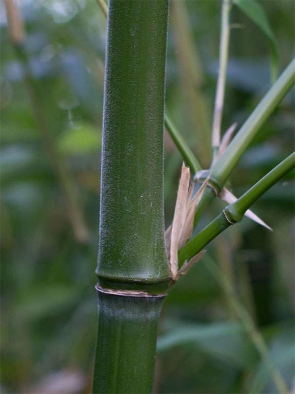 Bambus-Stuttgart: Halmdetail von Phyllostachys viridiglaucescens mit der typischen Bemehlung - Ort: Stuttgart