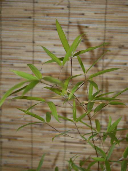 Bambus-Stuttgart: Phyllostachys decora - Ort: Stuttgart