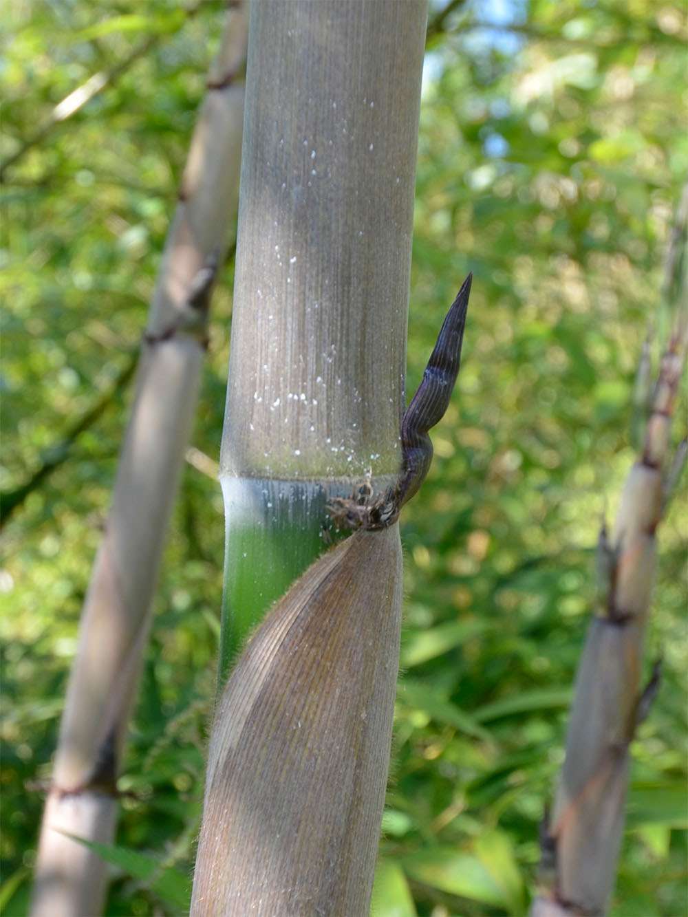 Bambus-Stuttgart: Halmaustrieb von Phyllostachys Nigra Henonis - Ort: Stuttgart