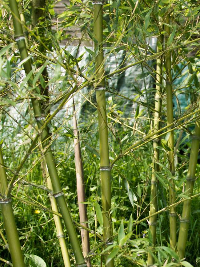 Bambus-Stuttgart: Halmdetailansicht von Phyllostachys parvifolia mit dem charakteristische Halmreif unterhalb der Nodie - Ort: Stuttgart