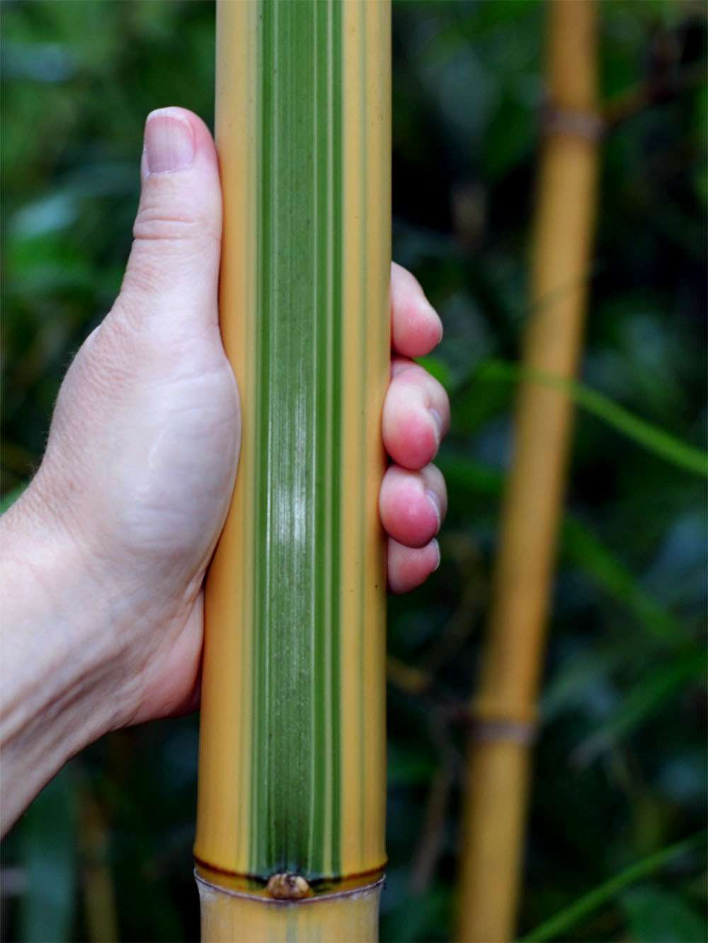 Bambus-Stuttgart: Halmdetail von Phyllostachys vivax Huangwenzhu Inversa - Ort: Stuttgart