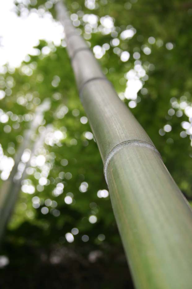 Bambus-Stuttgart: Phyllostachys vivax McClure - Ort: Stuttgart