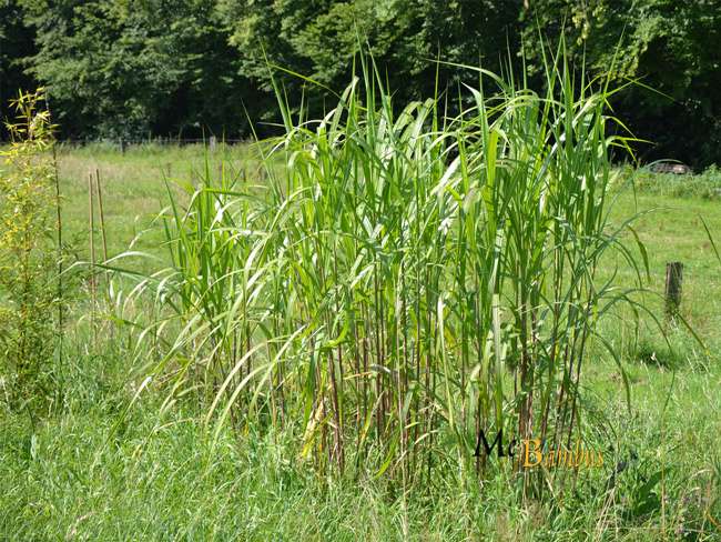 Bambus-Stuttgart: Miscanthus Riesen Chinaschilf - 2-j�hrig - Ort: Stuttgart