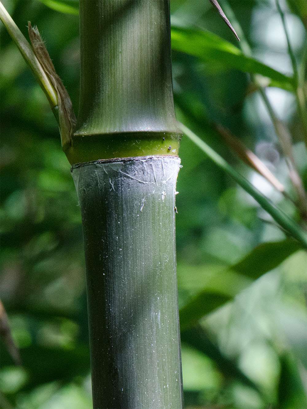 Bambus-Stuttgart: Phyllostachys atrovaginata - Detailansicht Halm nach dem Austrieb - Ort: Stuttgart