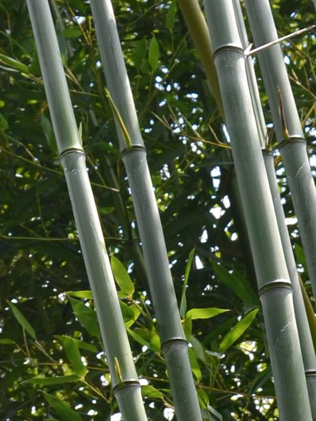 Bambus-Stuttgart: Phyllostachys aureosulcata alata - typische olivf�rbung der Halme - Ort: Stuttgart