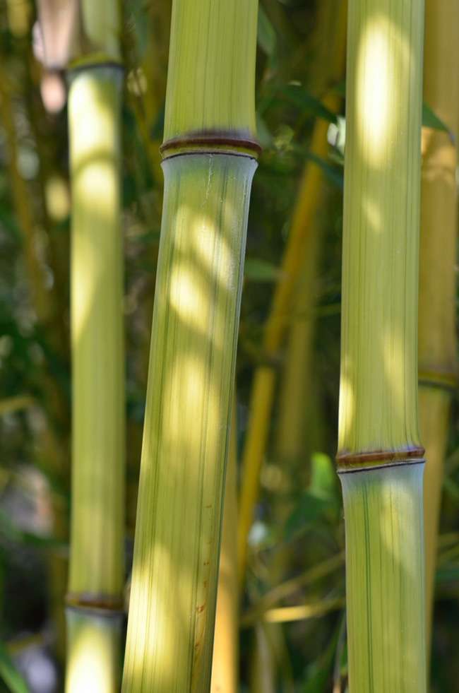 Bambus-Stuttgart: Detailansicht vom Bambushalm Phyllostachys aureosulcata harbin inversa - Ort: Stuttgart