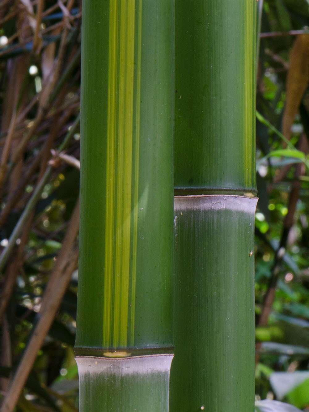 Bambus-Stuttgart: Halmzeichnung von der Bambussorte Phyllostachys vivax huangwenzhu - Ort: Stuttgart