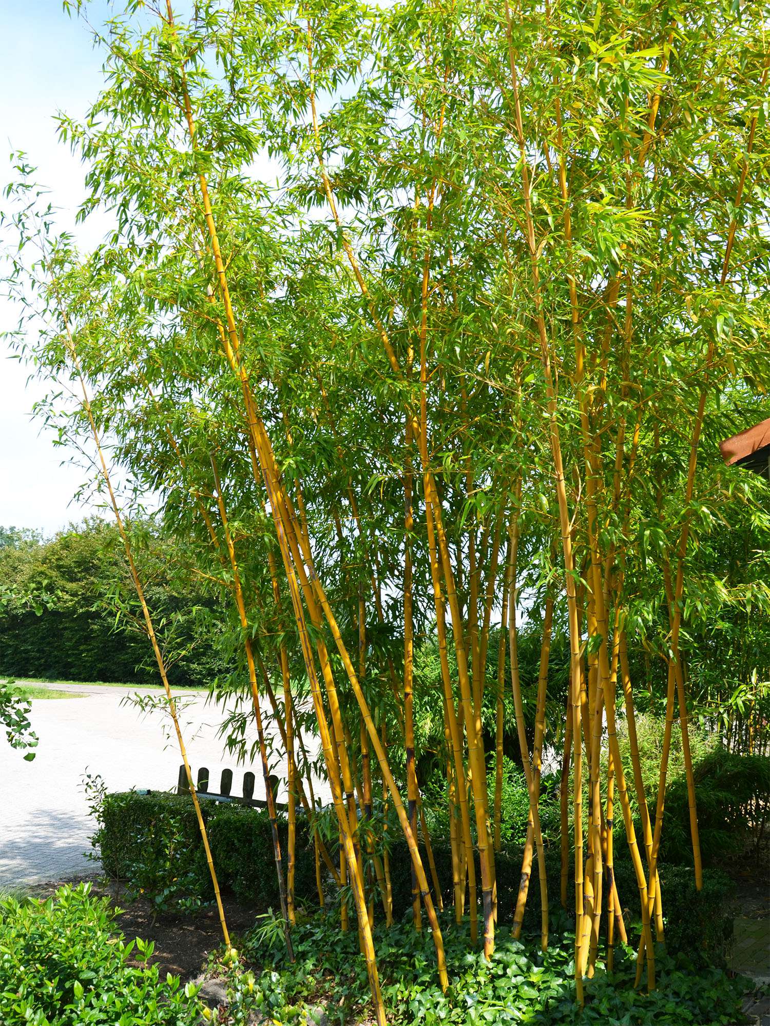Bambus-Stuttgart: Aufnahme von Phyllostachys vivax aureocaulis - Ort: Stuttgart
