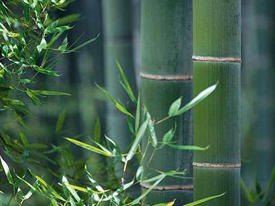 Bambus-Stuttgart Phyllostachys