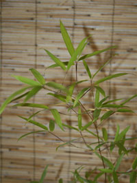 Bambus-Stuttgart: Phyllostachys decora - Ort: Stuttgart Bambus-Stuttgart: Phyllostachys decora - Ort: Stuttgart