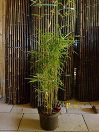 Bambus-Stuttgart: Fargesia robusta campbell - Höhe 140 cm - Ort: Stuttgart Bambus-Stuttgart: Fargesia robusta campbell - Höhe 140 cm - Ort: Stuttgart