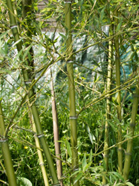Bambus-Stuttgart: Halmdetailansicht von Phyllostachys parvifolia mit dem charakteristische Halmreif unterhalb der Nodie - Ort: Stuttgart Bambus-Stuttgart: Halmdetailansicht von Phyllostachys parvifolia mit dem charakteristische Halmreif unterhalb der Nodie - Ort: Stuttgart