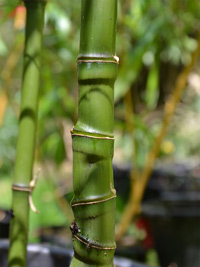 Bambus-Stuttgart: Halmansicht Phyllostachys aurea mit den typischen Knoten - Ort: Stuttgart Bambus-Stuttgart: Halmansicht Phyllostachys aurea mit den typischen Knoten - Ort: Stuttgart