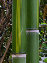 Bambus-Stuttgart: Halmzeichnung von der Bambussorte Phyllostachys vivax huangwenzhu - Ort: Stuttgart Bambus-Stuttgart: Halmzeichnung von der Bambussorte Phyllostachys vivax huangwenzhu - Ort: Stuttgart