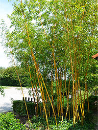 Bambus-Stuttgart: Aufnahme von Phyllostachys vivax aureocaulis - Ort: Stuttgart Bambus-Stuttgart: Aufnahme von Phyllostachys vivax aureocaulis - Ort: Stuttgart